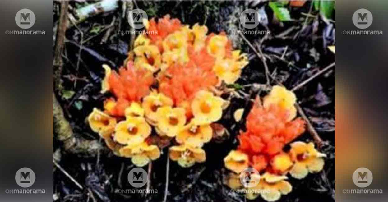 Parasitic plant thought extinct for 175 years rediscovered in Wayanad