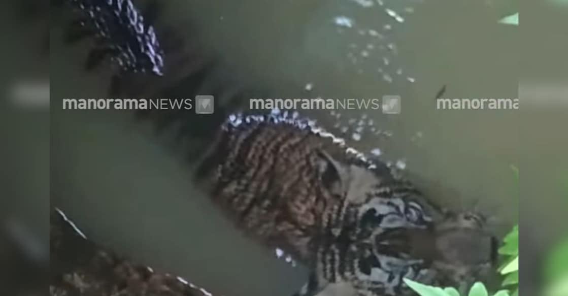 A Tiger has fallen into a well in a house in Pathanamthitta. Photo: Manorama News