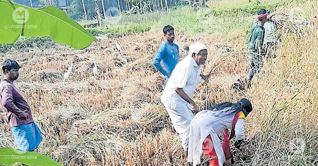 mundakan-paddy-harvest