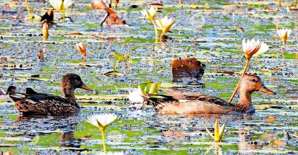Gadwall duck spotted in Kasaragod's Udinoor, takes district's bird count to 413