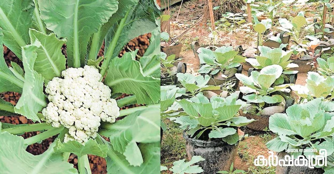 Cauliflower cards would be visible within a month and a half if fertilizer is applied in the right proportions. Photo: Karishakasree