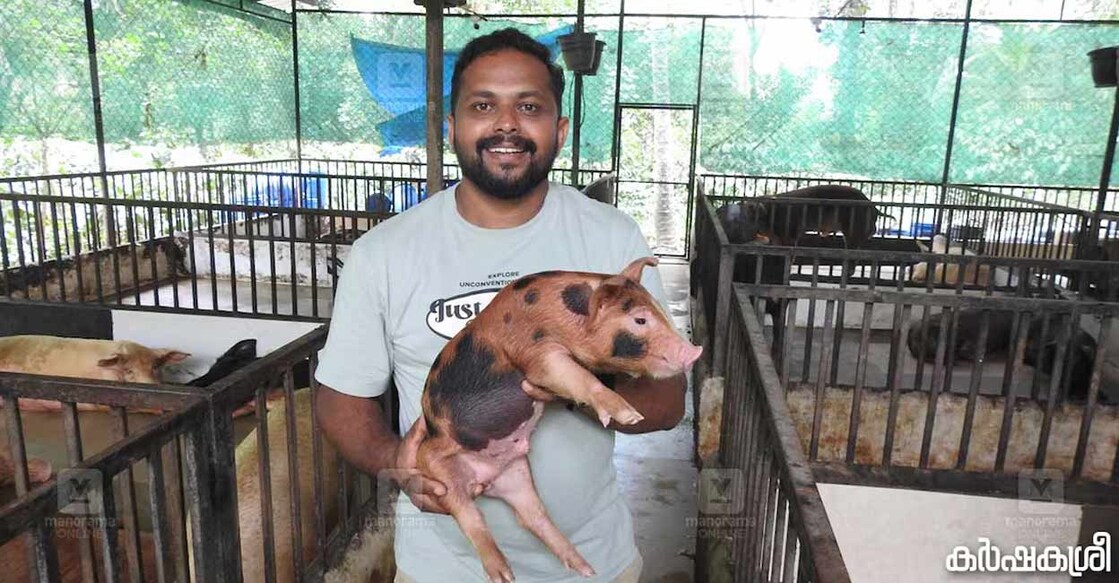 Bibin Chacko's successful pig farm in Wayanad, Kerala, demonstrates the profitability of sustainable agriculture. Photo: Karshakasree