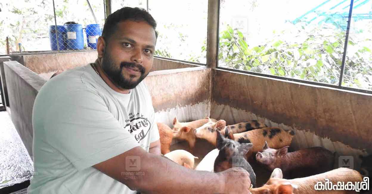 Architect turned pig Farmer In Wayanad Demonstrates Unique Profit Model 