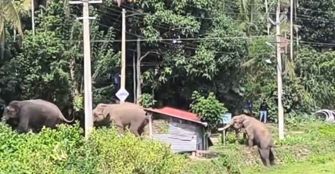elephants-wayanad-jose Screen grab of elephants being driven back to the forest. Photo: Special arrangement
