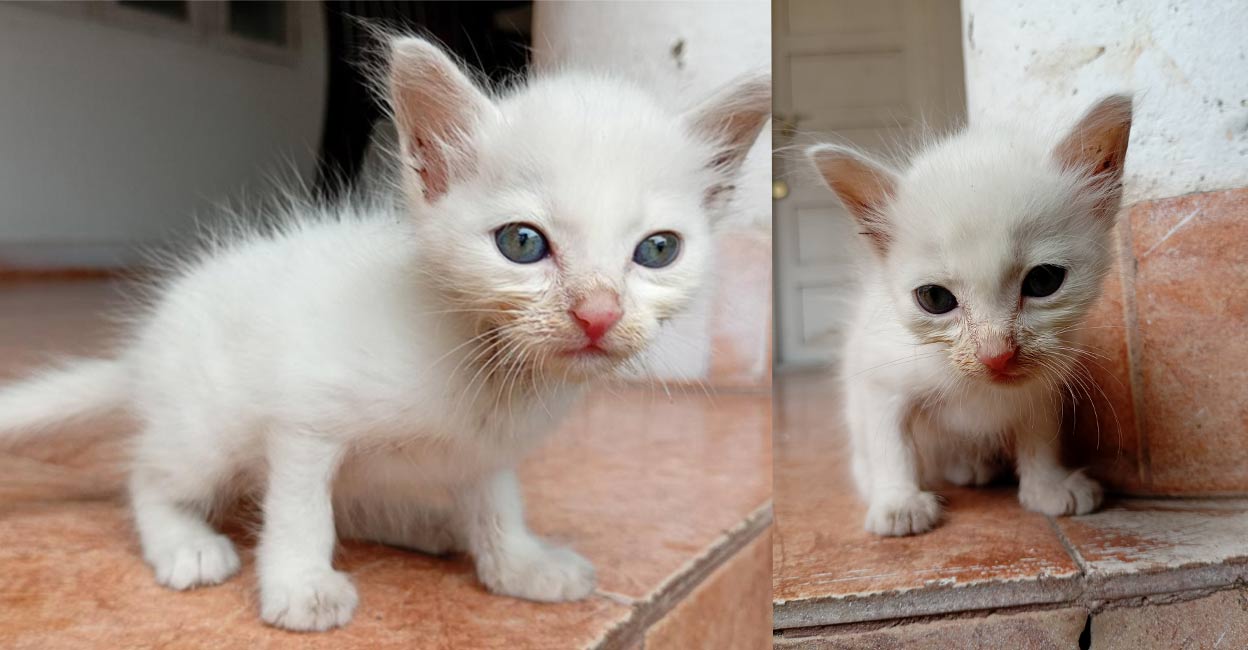 kottayam-kitten-rescue-2 Neko. Photo: Special arrangement.