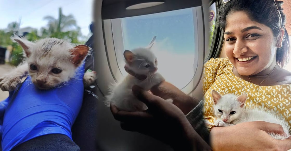kottayam-kitten-rescue It was on May 17 that a seven-member team from Compassion for Animals Welfare Association (CAWA), an NGO working for animal welfare, discovered Neko during a vaccination drive for stray dogs in Kumarakom. Photos: Special arrangement.