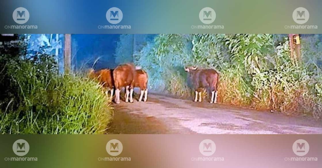 bisons-blocking-road bisons-blocking-road