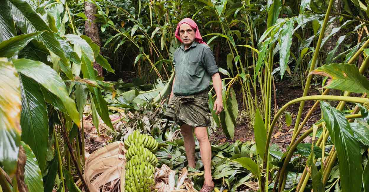 idukki-farmer-crop-destroyed Farmer shows the trail of destruction left behind by wild elephants in Idukki. Photo: Special arrangement