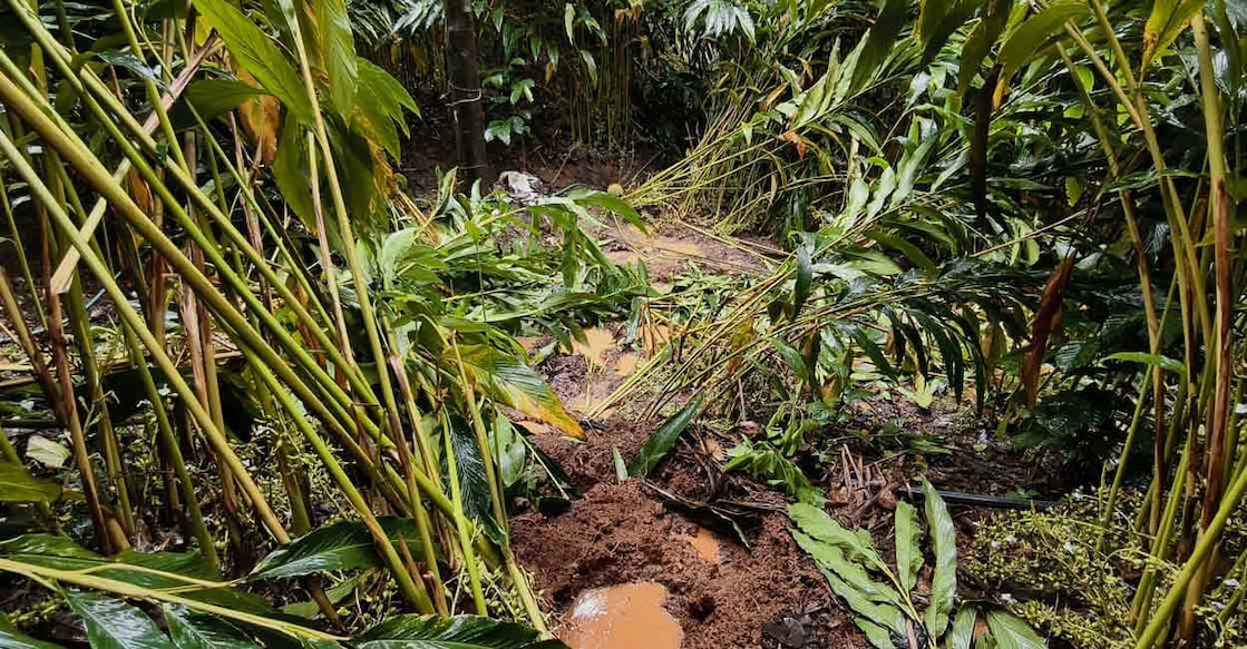 Trail of destruction left behind by wild elephants in Idukki. Photo: Special arrangement
