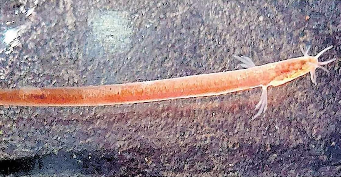 kozhikode-fish