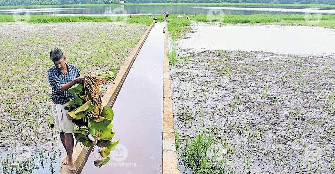 sajeesh-with-lotus-plant