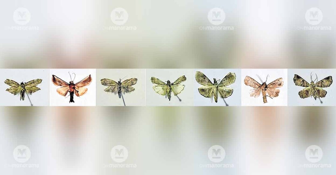 moths-ranipuram-forest