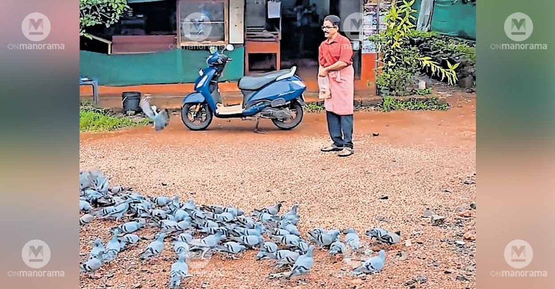 devadas-feeding-pigeons devadas-feeding-pigeons