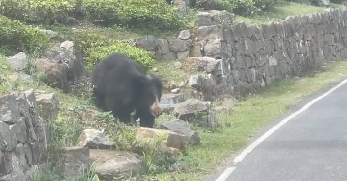 connor-bear The bears are frequently spotted at Coonoor town. Photo: Special arrangement.