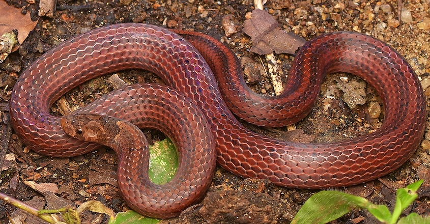 oligodon brevicauda Short-tailed Kukri Snake (Oligodon brevicauda). Photo: Umesh P