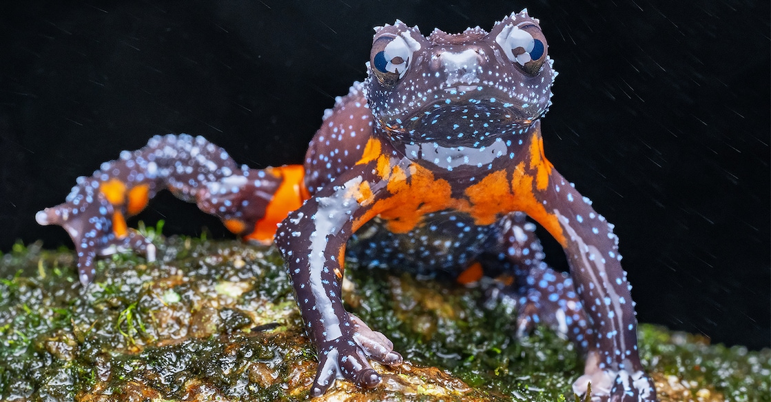 melanobatrachus indicus Galaxy Frog aka Melanobatrachus indicus. Photo: Sandeep Das