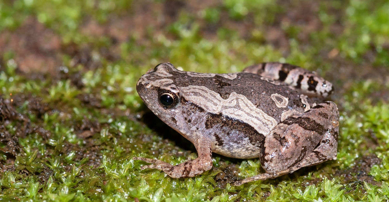 microhyla darreli Darrel’s Chorus Frog (Microhyla darreli). Photo: Sandeep Das