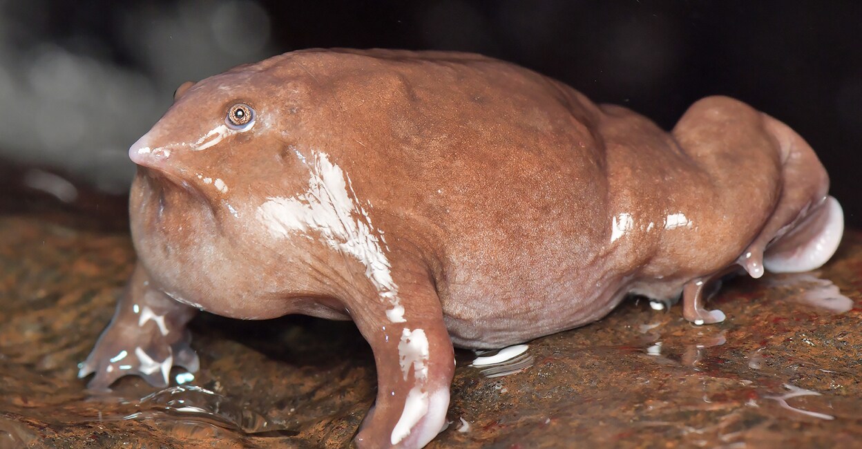 sahyadrensis Mahabali Frog (Nasikabatrachus sahyadrensis). Photo: Sandeep Das