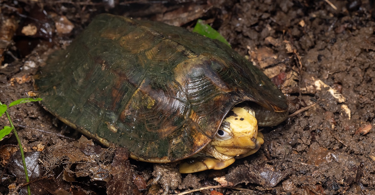 vijayachelys-silvatica Cane Turtle (Vijayachelys Silvatica). Photo: Sandeep Das