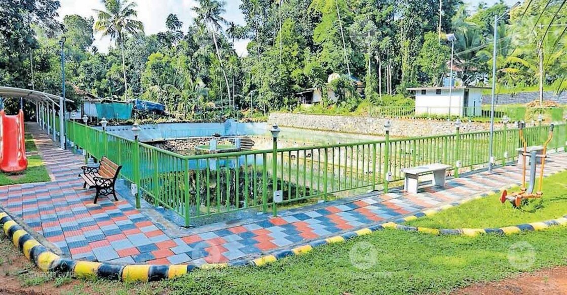 Covering half an acre, the pond is an ancient water source for the region, historically used for paddy cultivation. Photo: Manorama