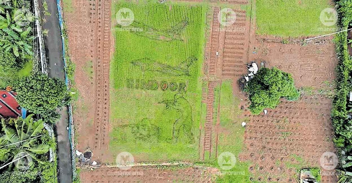 paddy-operation-sindoor