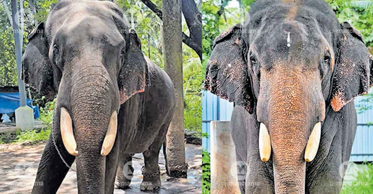 devaswom-tusker-ayappan-kutty