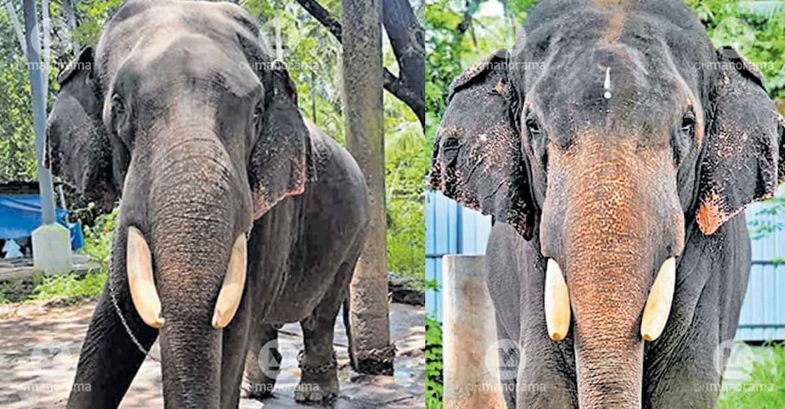 devaswom-tusker-ayappan-kutty devaswom-tusker-ayappan-kutty