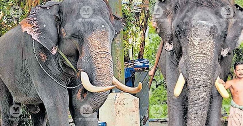 tusker-Ayappan-Kutty