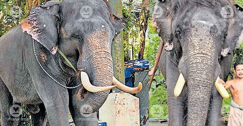 tusker-Ayappan-Kutty tusker-Ayappan-Kutty