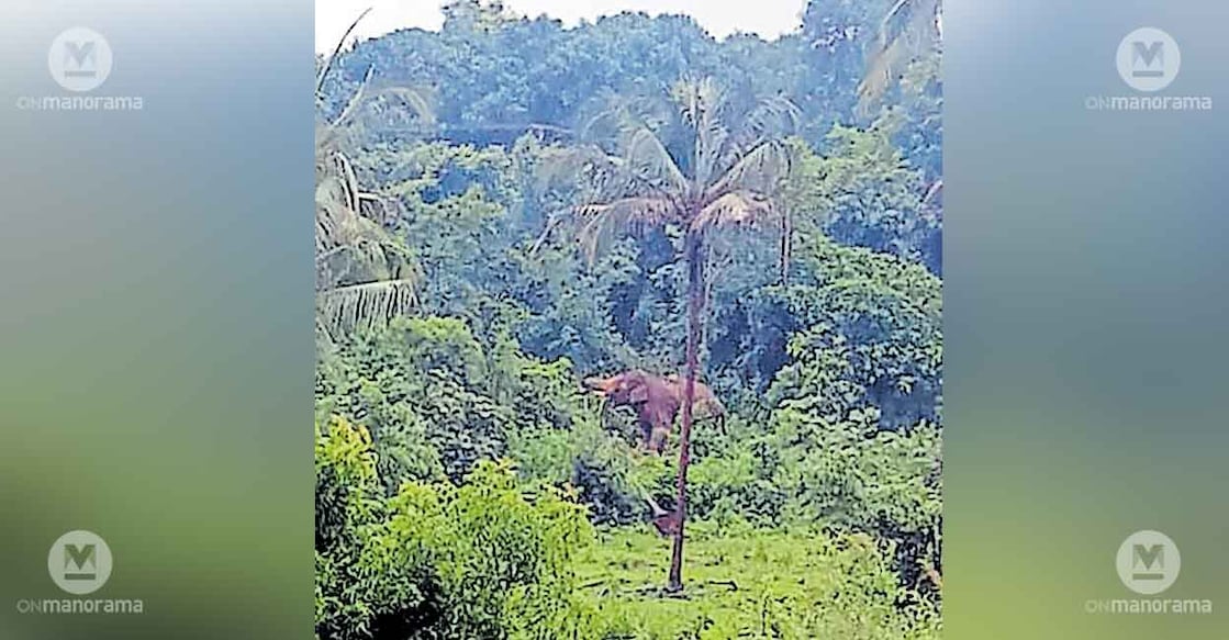 churulikomban-elephant churulikomban-elephant