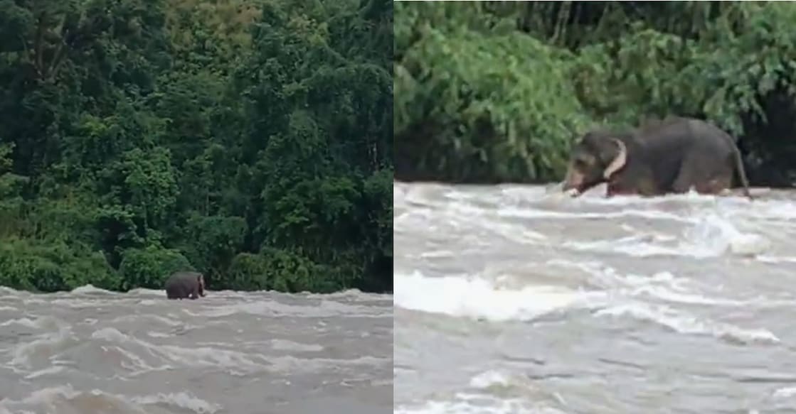 Elephant stuck in the middle of the river. Photo: Special Arrangement