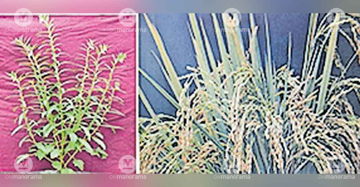kerala-seeds-iss-mission
