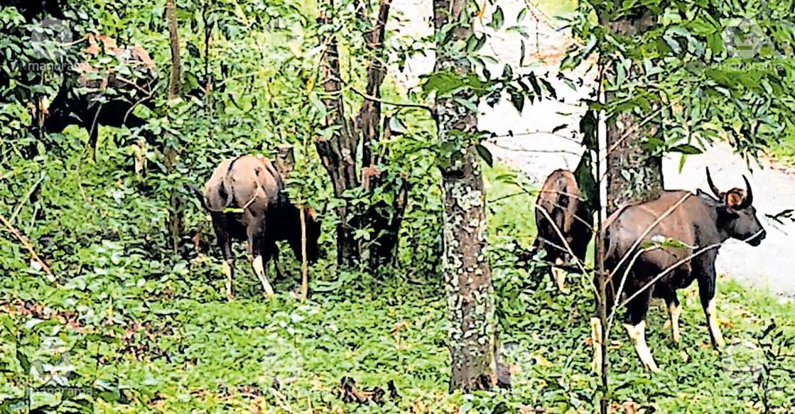 wildlife-raid-marayur