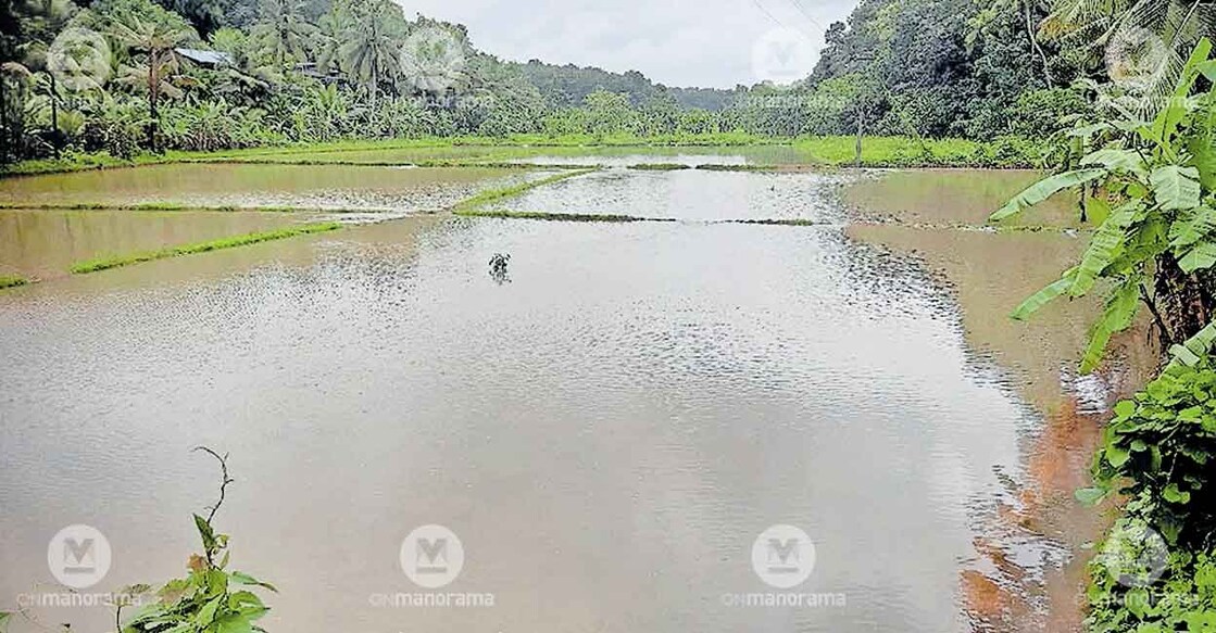 flooded-paddy-enathu