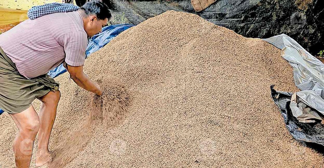 A farmer of Vakayattu Padashekharam rummage through heaps of Matta paddy stored in a shed. Photo: Special arrangement