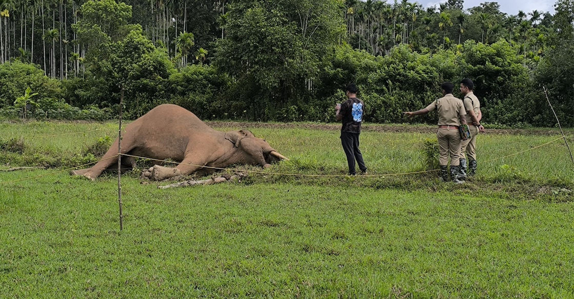 The carcass of a wild elephant was found near an electric fence on the lease land in the Muthanga Forest Range of the Wayanad Wildlife Sanctuary on Wednesday. Photo: Special Arrangement