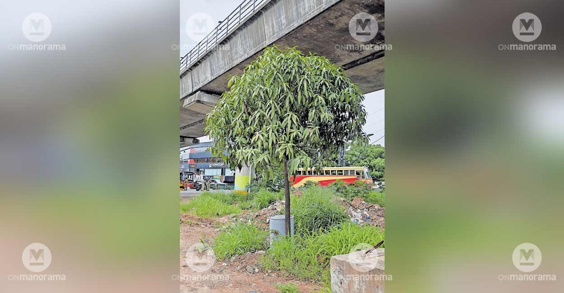transplanted-mango-tree transplanted-mango-tree
