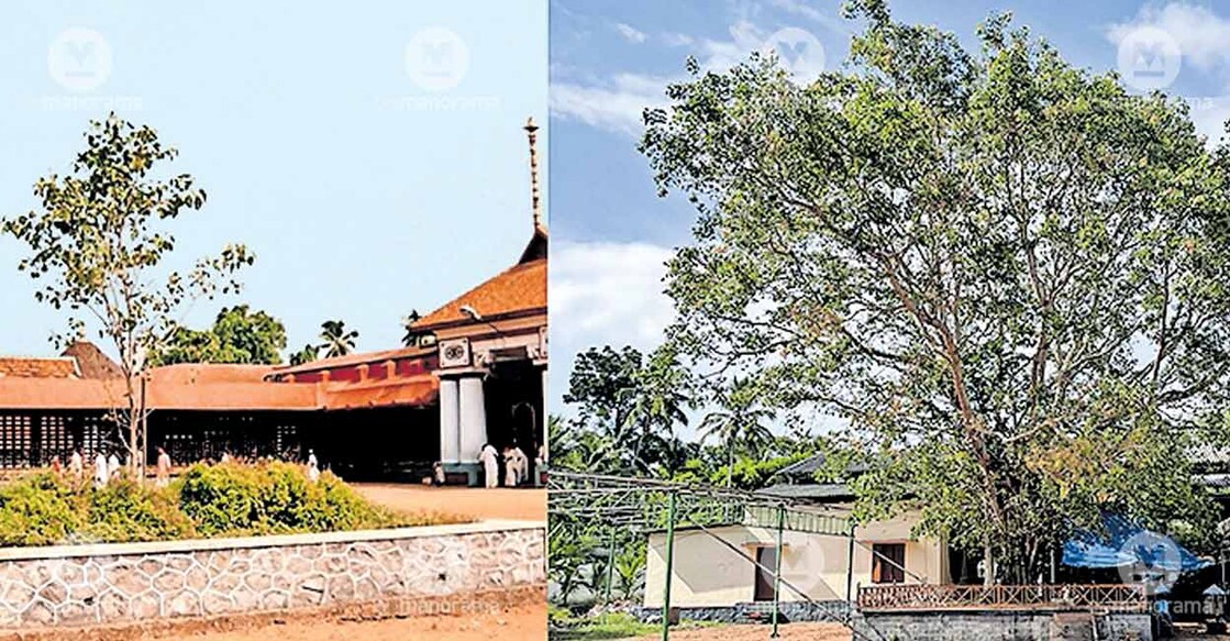 peepal-tree-mahadeva-temple
