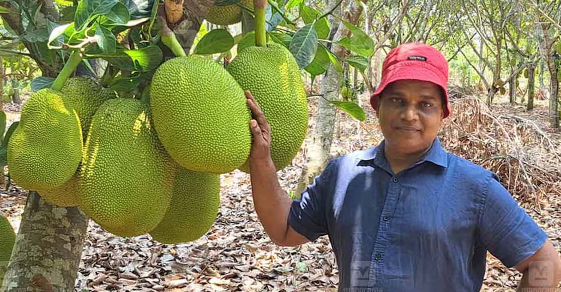 Ashok jackfruit trader Ashok standing by the Sindoor variety of jack fruit tree. Photo: Karshakasree