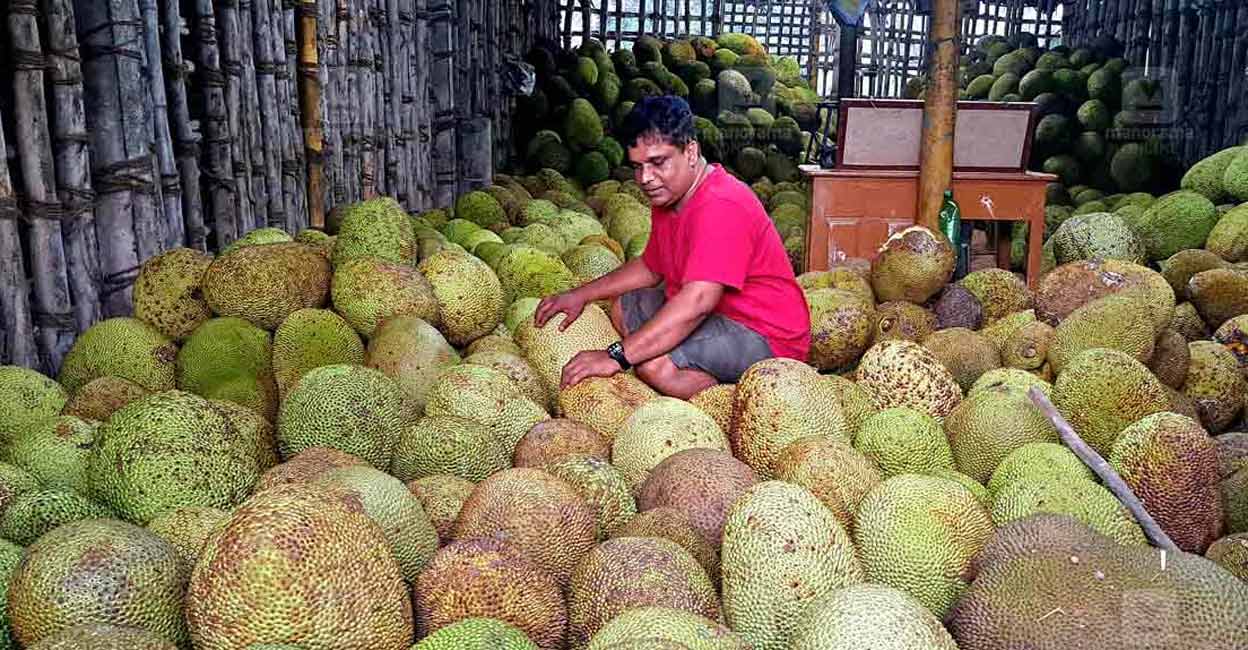 asok-jackfruit-02-c asok-jackfruit-02-c