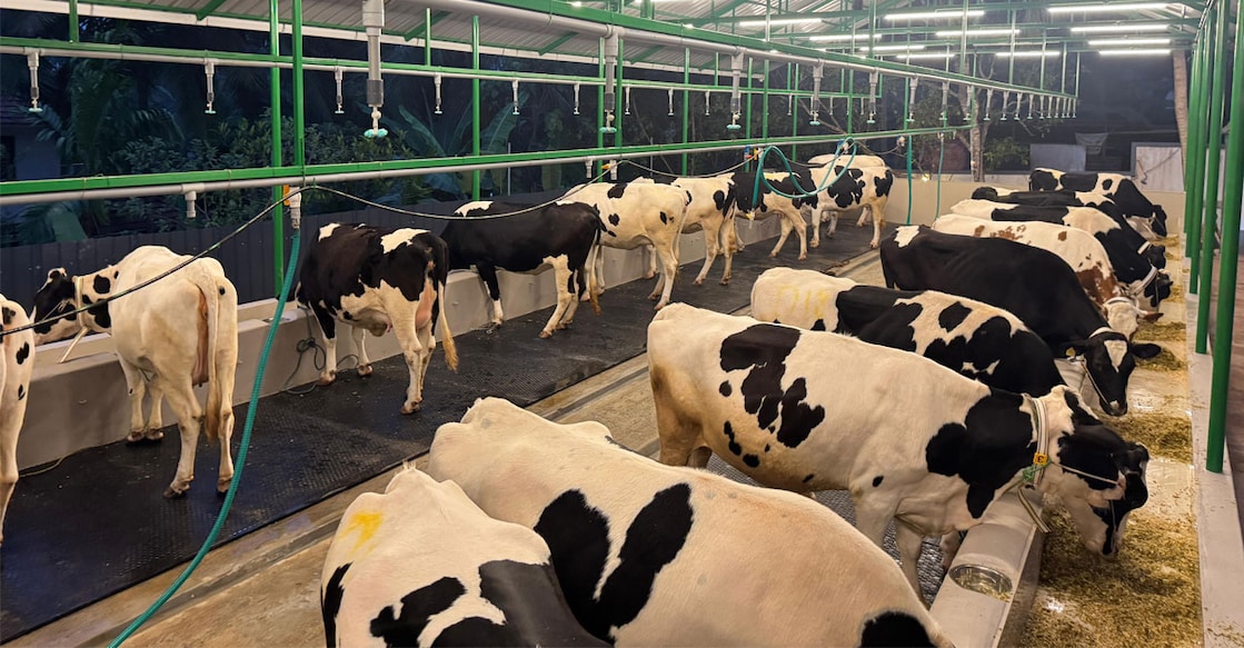 Danish Dairy farm. Photo: Special Arrangement