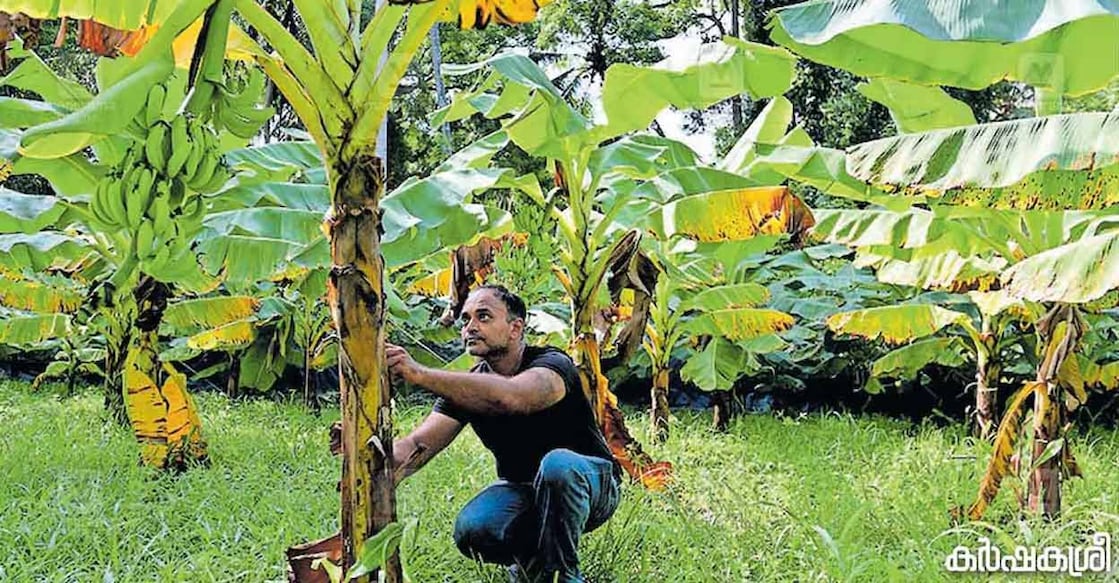plantain-c Anoop Pillai in the farm at Panavally. Photo: Karshakasree/Manorama