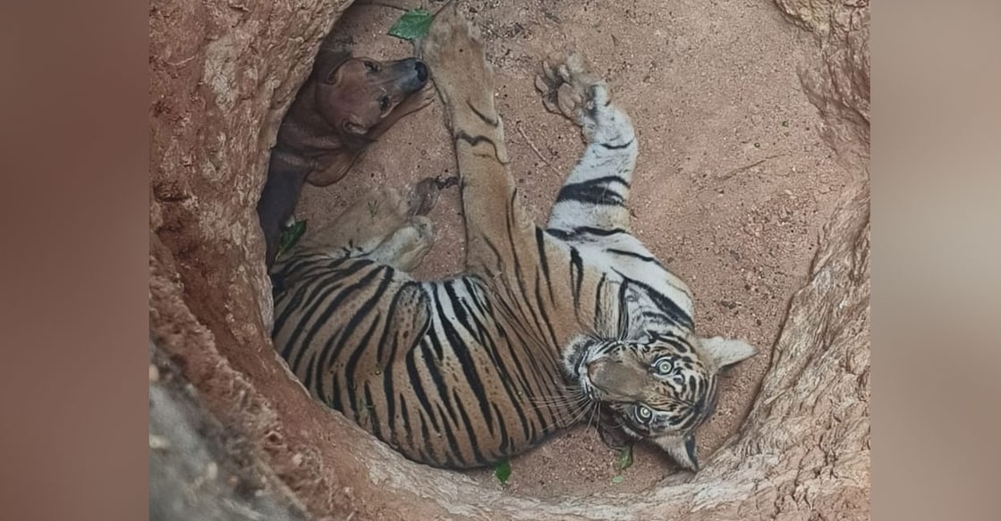 tiger-dog-idukki