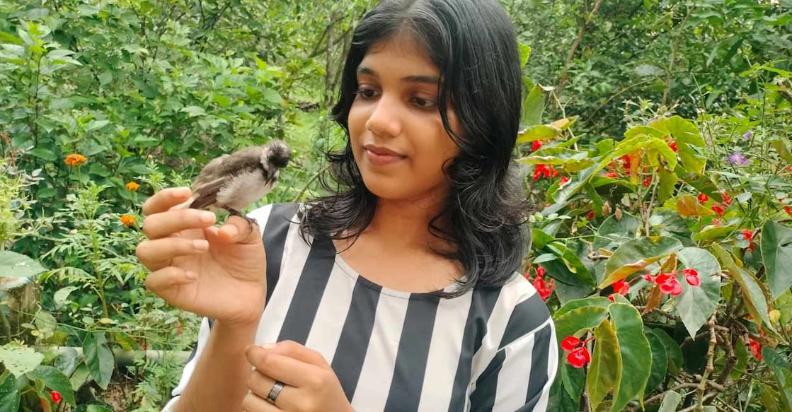 bulbul-main-c bulbul-main-c