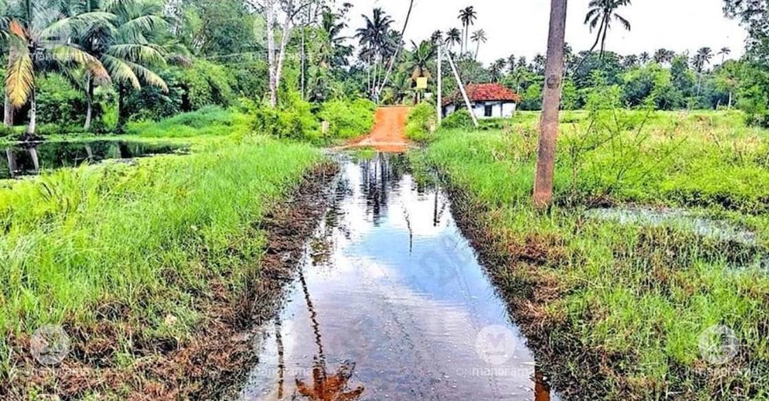 cherthala-road The water-logged muddy road used by pedestrians to access the recently completed Mannukuzhy–Chinnan Kavala bridge in Ward 6 of Cherthala Thekku Panchayat. Photo: Manorama.
