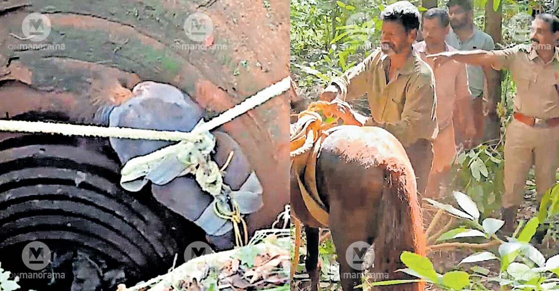 horse-rescue-cheruvathoor horse-rescue-cheruvathoor