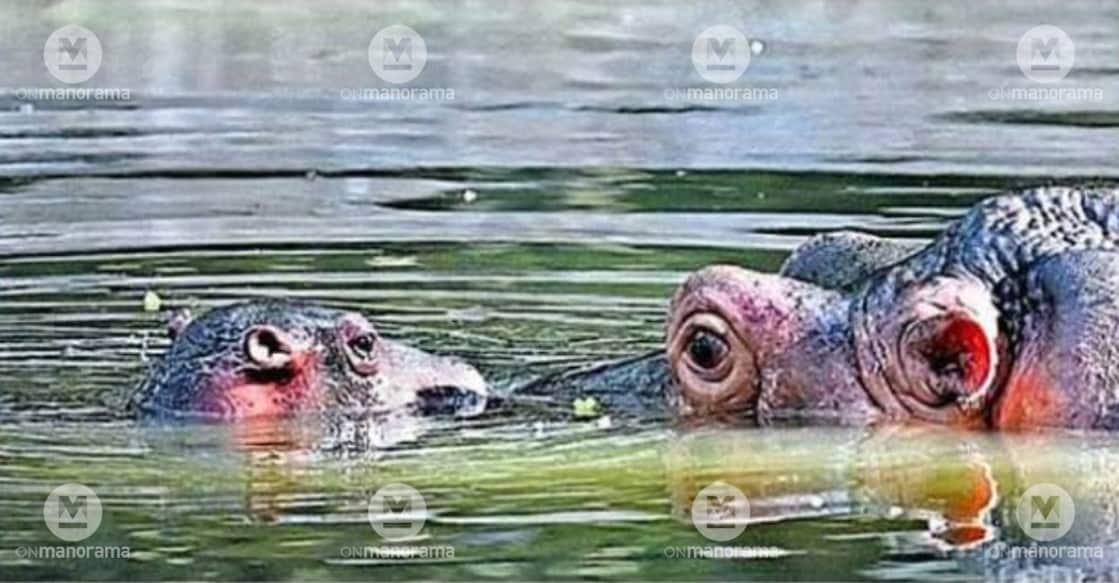newborn-hippo