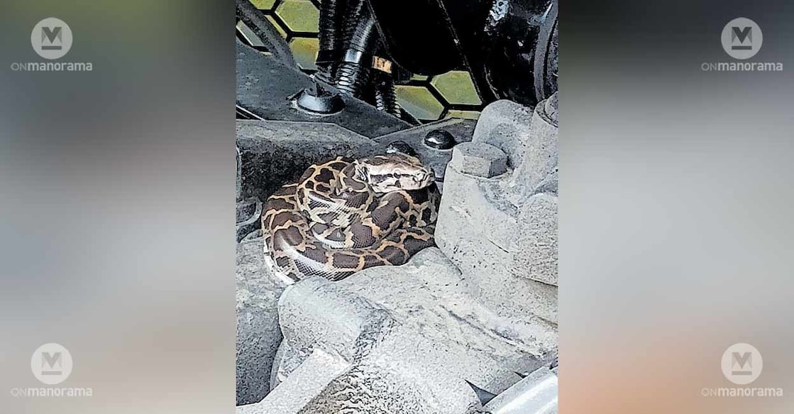 python-rescue-vengoor python-rescue-vengoor