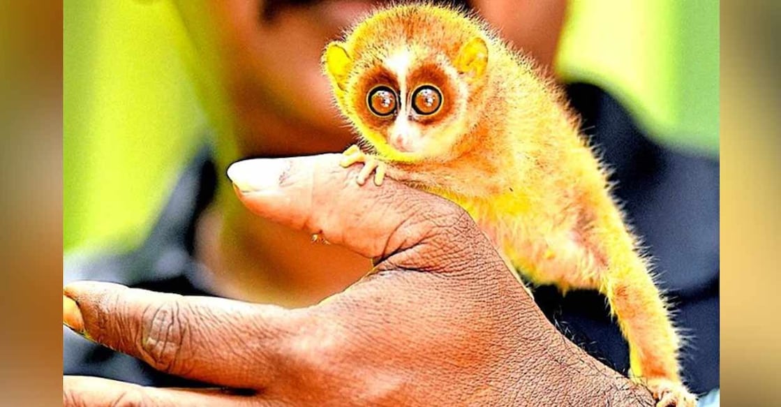 Endangered gray slender loris ventured out of the forest. Photo: Special arrangement