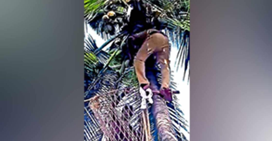 Fire and rescue personnel helping the man trapped in coconut tree. Photo: Special arrangement
